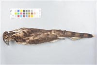 鳳頭蒼鷹藏品圖，第1張